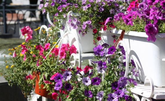 Январь — время для посева: что цветоводы сеют в январе, пока другие ждут весны — опередите соседей Январь — время для посева: что цветоводы сеют в январе, пока другие ждут весны — опередите соседей