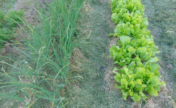 Календарь огородника до конца апреля — 7 дел спасут урожай от засухи, вредителей и сорняков Календарь огородника до конца апреля — 7 дел спасут урожай от засухи, вредителей и сорняков